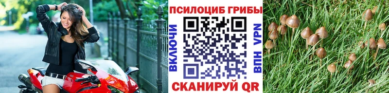 купить наркотики сайты  Катайск  Псилоцибиновые грибы GOLDEN TEACHER 